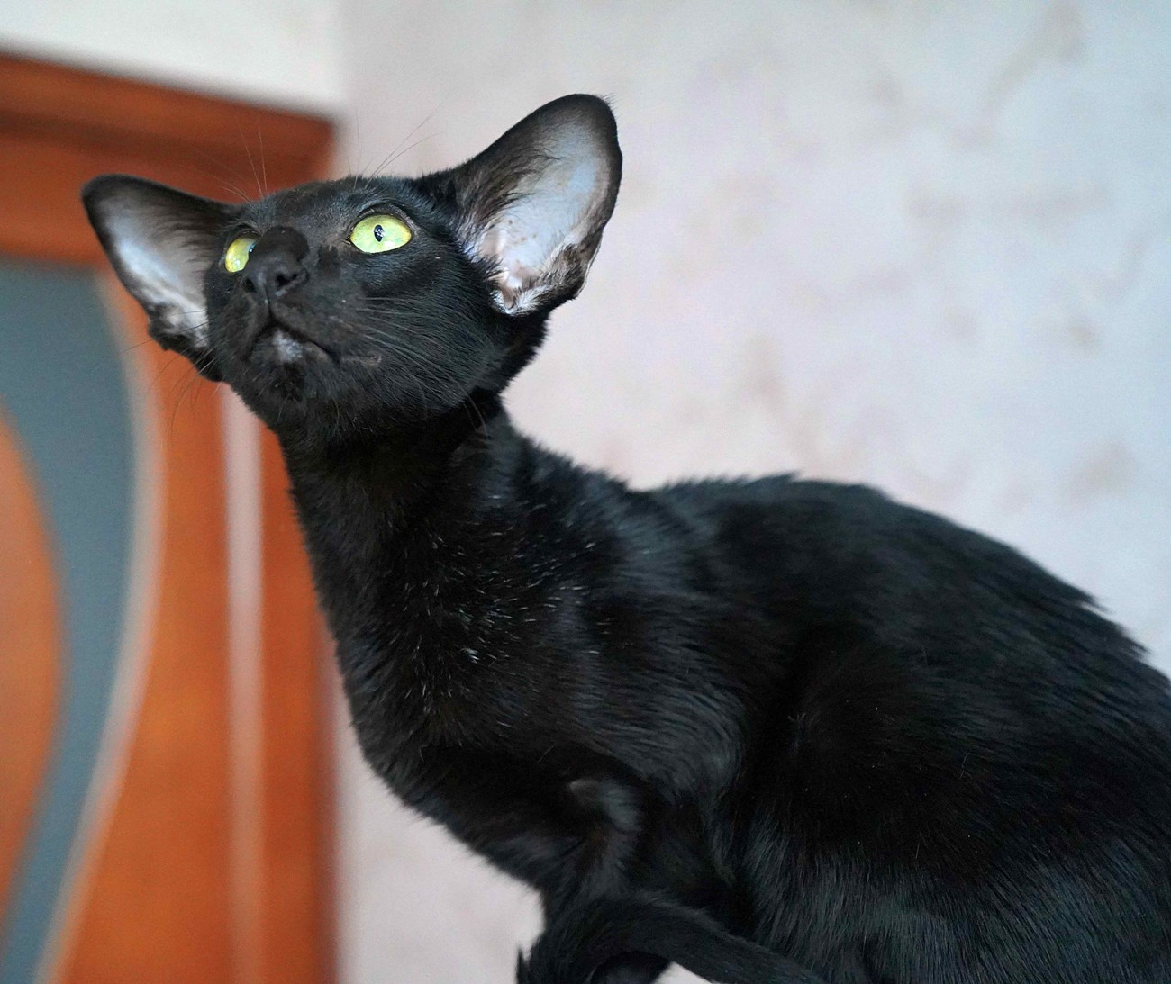 Ориентальный черный котенок