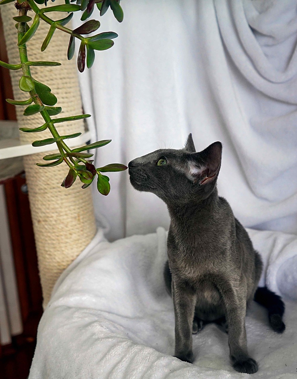 Ориентальный голубой котенок