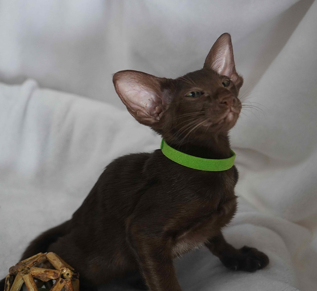 Ориентальный черный котенок